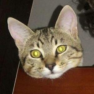 Meet your Posher, Cool